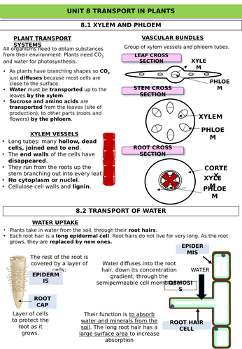 GCSE Plant Nutrition and Plant Transport REVISION GUIDE | Teaching ...