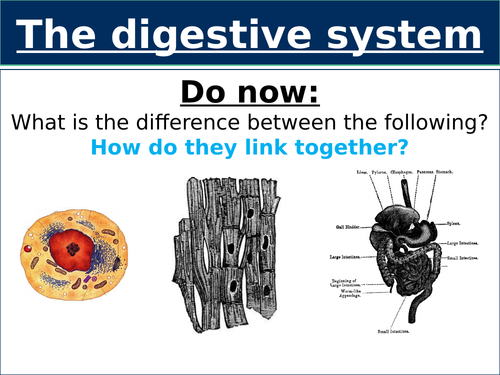 Diet, alcohol and smoking (health) KS3 Whole topic lessons (middle ...