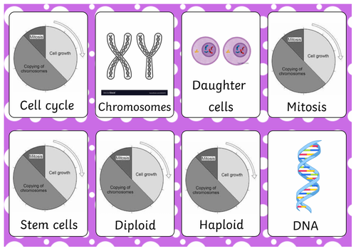 GCSE Biology Flashcards - Cell Division