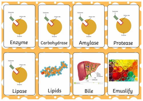 GCSE Biology Flashcards - Organisation