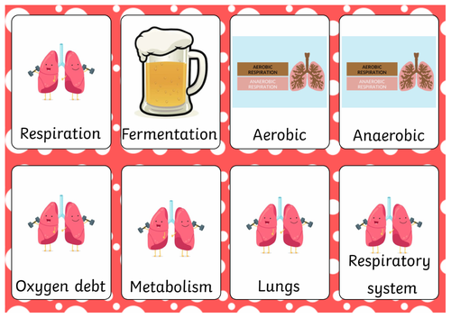 GCSE Biology Flashcards - Respiration