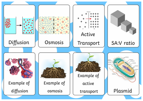 GCSE Biology Flashcards - Cell Structure and Transport