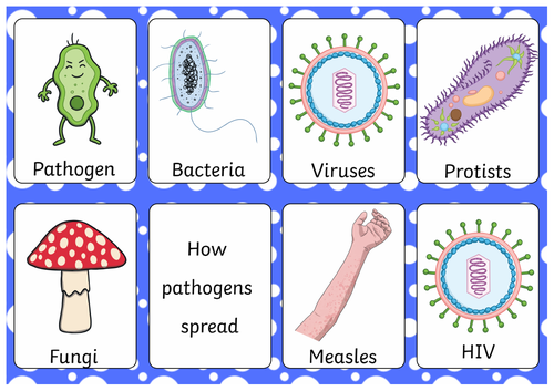 GCSE Biology Flashcards - Infection and Response