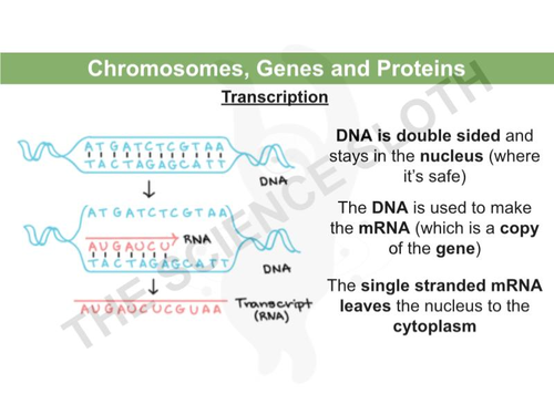 Chromosomes, Genes and Proteins - Transcription and Translation ...
