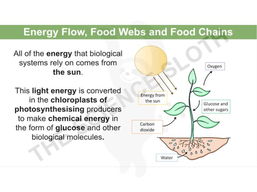 Energy Flow, Food Webs and Food Chains Biology Diagrams