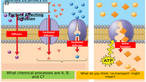 SB8b - Factors That Affecting Diffusion | Teaching Resources