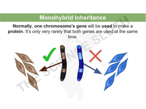 Monohybrid Inheritance Genetic Cross Diagrams Teaching Resources 3131