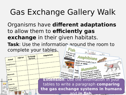 Comparing Breathing & Gas Exchange 8C Gallery Walk Information Hunt - Lungs/Gills/Diffusion - SAMPLE