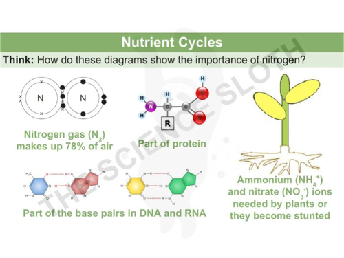 Nutrient Cycles The Carbon Cycle and The Nitrogen Cycle Biology Diagrams