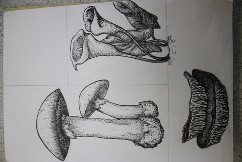 KS3 Natural forms project | Teaching Resources