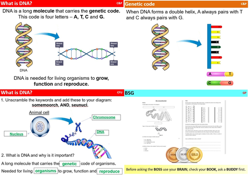SB3 / CB3 - DNA - KS3 - Year 7 - Edexcel | Teaching Resources