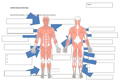 A Level AQA Muscles and Skeleton
