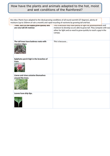 Rainforest Plant Adaptations Lesson Teaching Resources