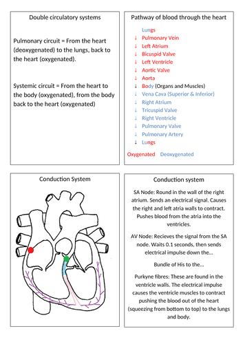OCR PE A Level Paper 1 Revision Cards | Teaching Resources