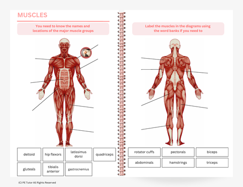 aqa-gcse-pe-revision-worksheets-muscular-system-teaching-resources