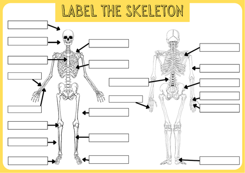 anatomy-labelling-activities-btec-level-3-sport-teaching-resources