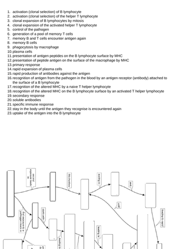 Primary and secondary immune responses: fill in the blanks mindmap for