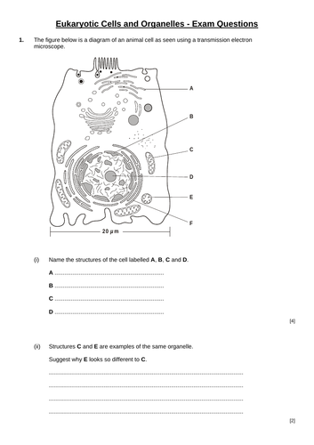 Cell Structures - A Level Biology NEW v2.0 | Teaching Resources