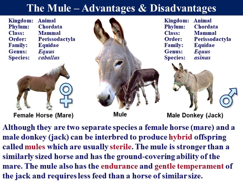 Bio6.14 Selective Breeding & Cloning | Teaching Resources