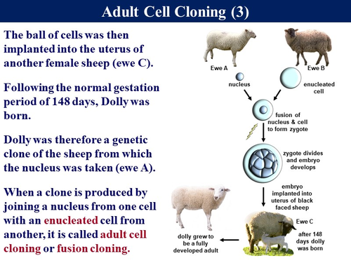 Bio6.14 Selective Breeding & Cloning | Teaching Resources