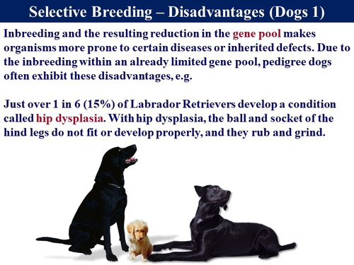 Bio6.14 Selective Breeding & Cloning | Teaching Resources