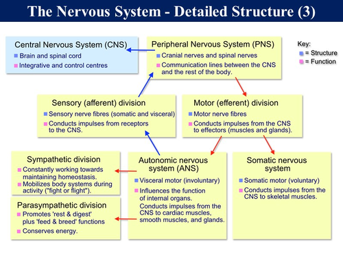 Bio5.11 The Nervous System & Human Brain | Teaching Resources