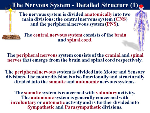 Bio5.11 The Nervous System & Human Brain | Teaching Resources