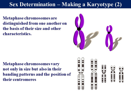 Bio6 9 Sex Determination In Humans Teaching Resources