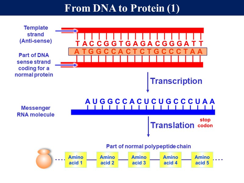 Bio6.10 Gene Mutations | Teaching Resources