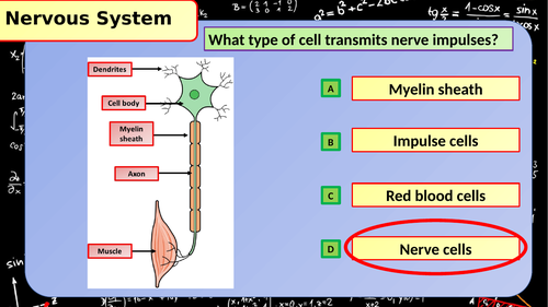 AQA KS4 GCSE Biology (Science) Nervous System Revision Revision Lesson ...