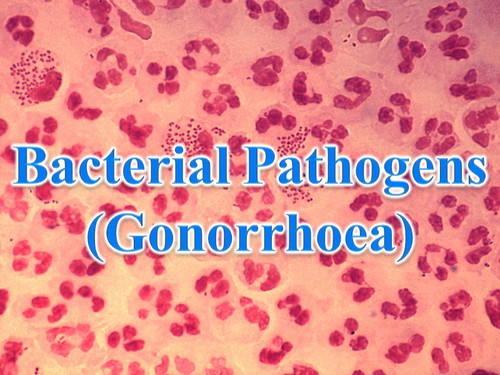 Bio5.8 Disease - Communicable 5 (stis, Chlamydia & Gonorrhoea 