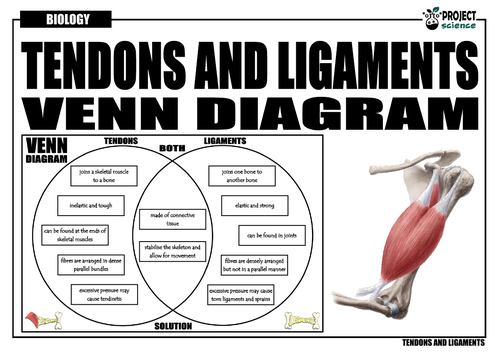 tendons-and-ligaments-venn-diagram-teaching-resources