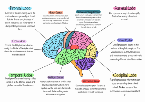 Annotated Brain Model | Teaching Resources