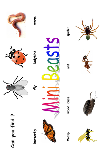 MINIBEAST POSTERS X 13 HEADER FOR DISPLAY IDENTIFICATION CARD POSTER ...