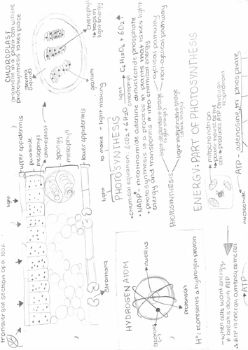 Photosynthesis - Diagram Notes | Teaching Resources