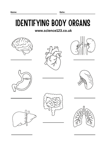 Identifying Body Organs FREE | Teaching Resources