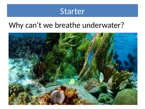 Gas exchange in lungs AQA A level biology