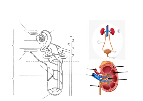 A-level Biology Homeostasis & Kidney | Teaching Resources