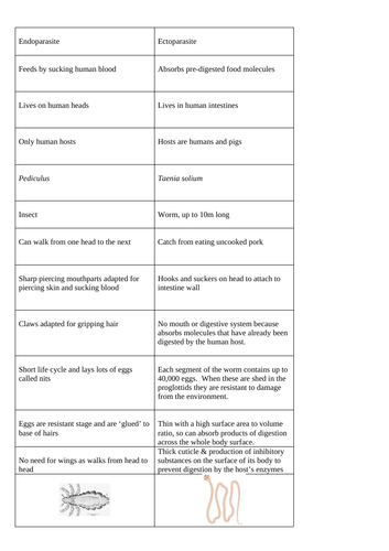 Parasites card sort or game, headlouse and pork tapeworm | Teaching ...