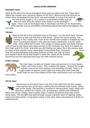 KS3: Tropical Rainforests: L3: Layers of the Rainforest