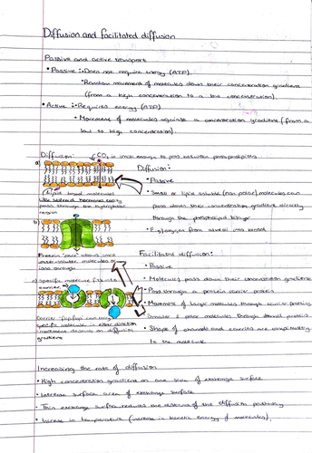 A Level - Transport Across Membranes | Teaching Resources