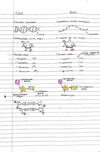 A-level Biology - DNA and RNA Revision Notes | Teaching Resources