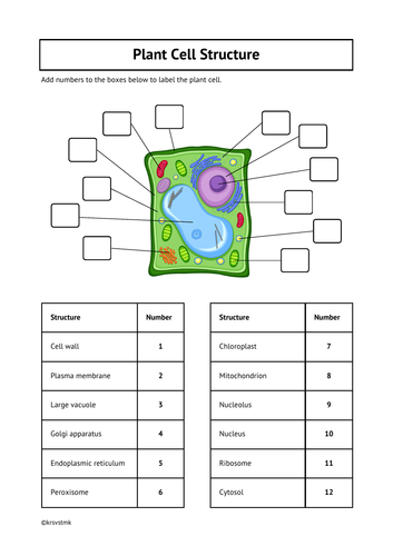 Label the Structure of a Plant Cell + Answers Included