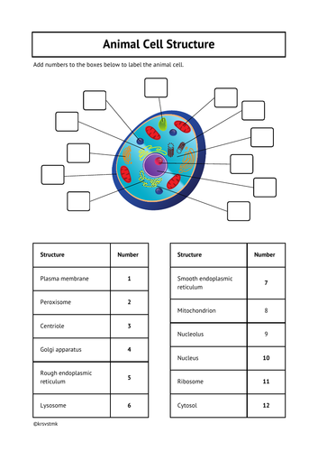 Animal Cell Structure + Answers