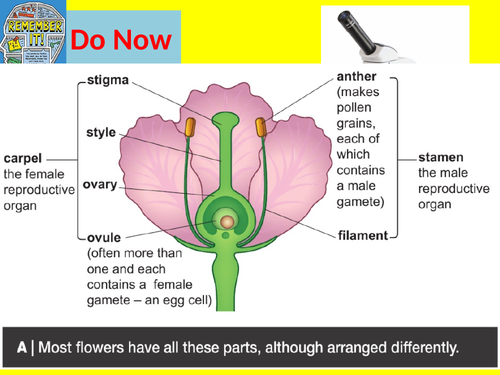 Edexcel CB1 SB1 Microscopes Complete 2 Lessons - GCSE Biology/ Combined ...
