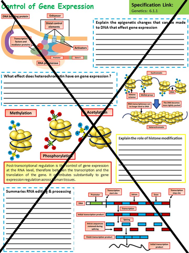 A Level Biology: Genetics of Living Systems Workbook | Teaching Resources