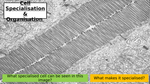 3.5 Cell Specialisation & Organisation