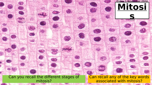 3.7 Mitosis