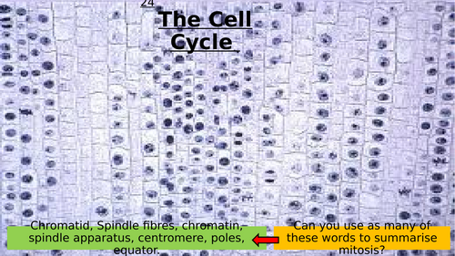 3.8 Cell Cycle