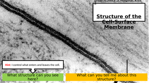 4.1 Structure of the Cell-Surface Membrane